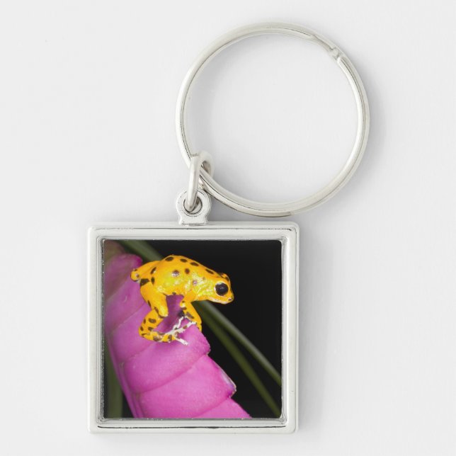 Costa Rica. Close-up of poison dart frog Keychain (Front)