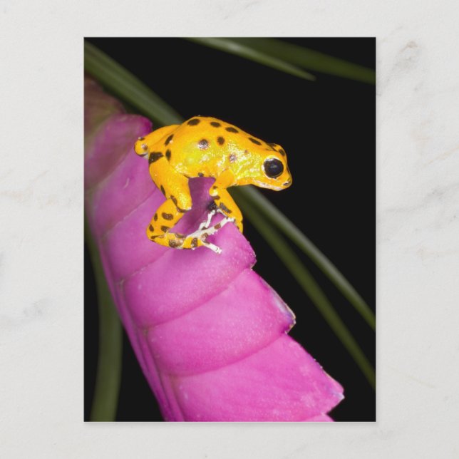 Costa Rica. Close-up of poison dart frog Postcard (Front)