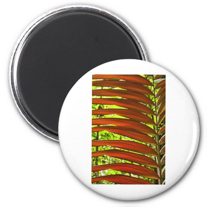 Costa Rica Color Pattern Magnets