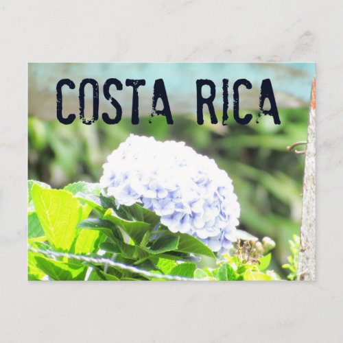 Costa Rica Flowers Postcard