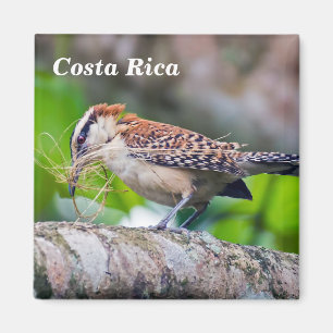 Costa Rica - Great antshrike bird Magnet