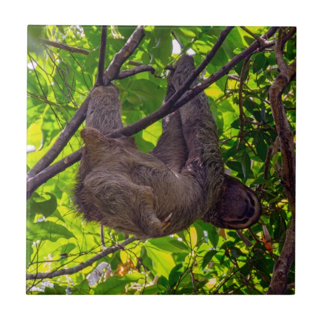 Costa Rica - Happy  Lazy Sloth, Antonio Manuel NP Ceramic Tile (Front)