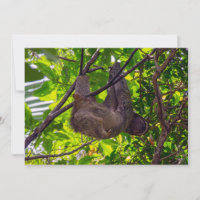 Costa Rica - Happy Lazy Sloth, Antonio Manuel NP