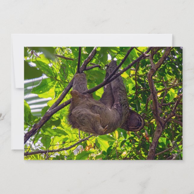 Costa Rica - Happy  Lazy Sloth, Antonio Manuel NP Invitation (Front)