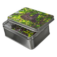 Costa Rica - Happy Lazy Sloth, Antonio Manuel NP