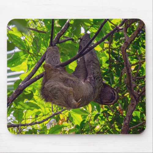 Costa Rica _ Happy  Lazy Sloth Antonio Manuel NP Mouse Pad