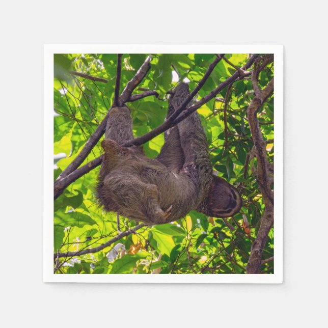 Costa Rica - Happy  Lazy Sloth, Antonio Manuel NP Napkins (Front)