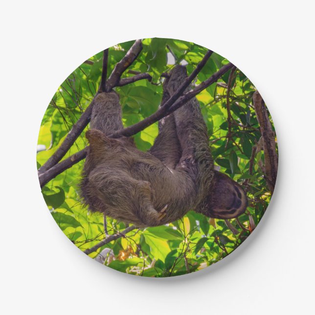 Costa Rica - Happy  Lazy Sloth, Antonio Manuel NP Paper Plates (Front)
