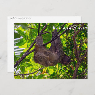 Costa Rica - Happy Lazy Sloth, Antonio Manuel NP Postcard