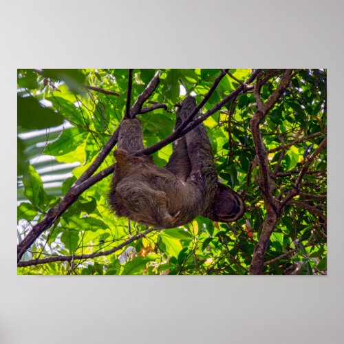 Costa Rica _ Happy  Lazy Sloth Antonio Manuel NP Poster
