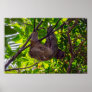 Costa Rica - Happy  Lazy Sloth, Antonio Manuel NP Poster