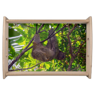 Costa Rica - Happy Lazy Sloth, Antonio Manuel NP Serving Tray