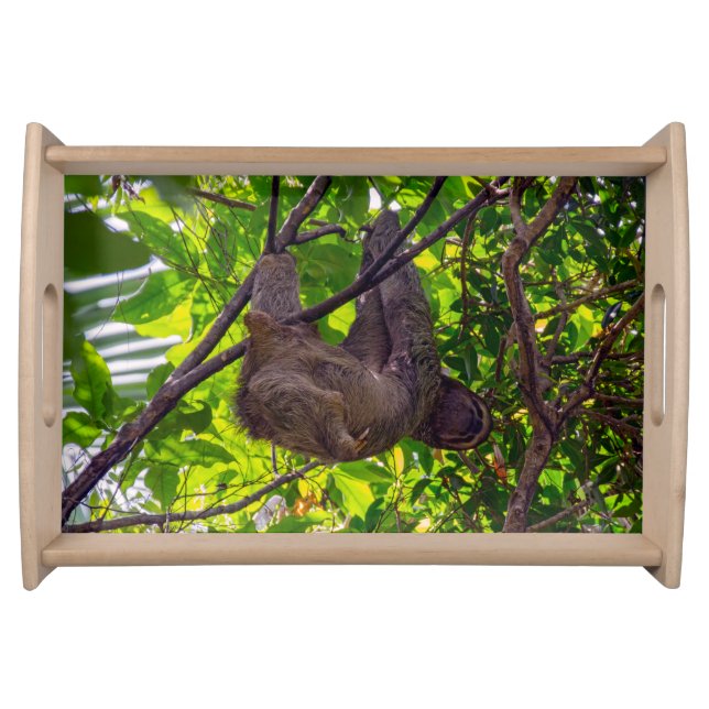 Costa Rica - Happy  Lazy Sloth, Antonio Manuel NP Serving Tray (Front)