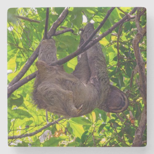Costa Rica _ Happy  Lazy Sloth Antonio Manuel NP Stone Coaster
