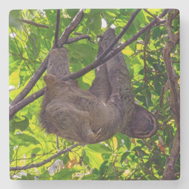 Costa Rica - Happy  Lazy Sloth, Antonio Manuel NP Stone Coaster (Front)