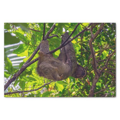 Costa Rica _ Happy  Lazy Sloth Antonio Manuel NP Tissue Paper