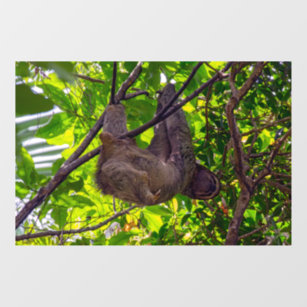 Costa Rica - Happy  Lazy Sloth, Antonio Manuel NP Window Cling
