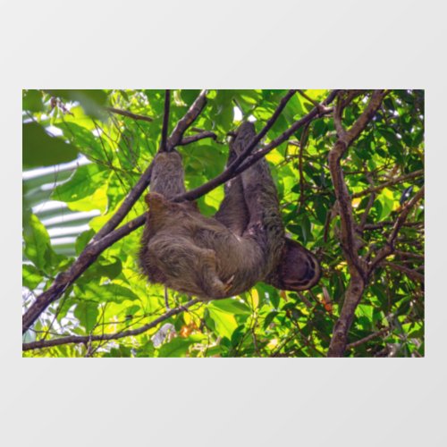 Costa Rica _ Happy  Lazy Sloth Antonio Manuel NP Window Cling
