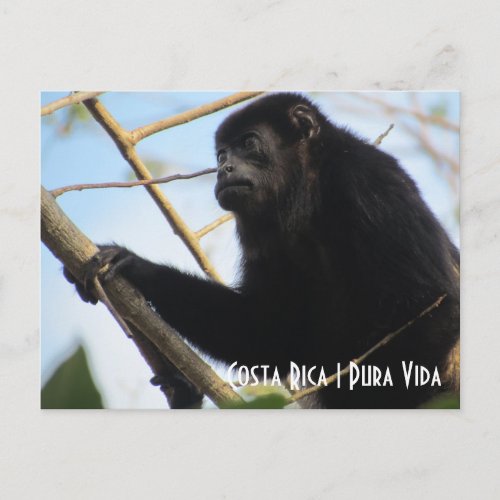 Costa Rica Howler Monkey Postcard