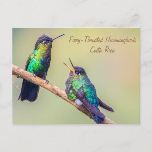 Costa Rica Hummingbirds Postcard