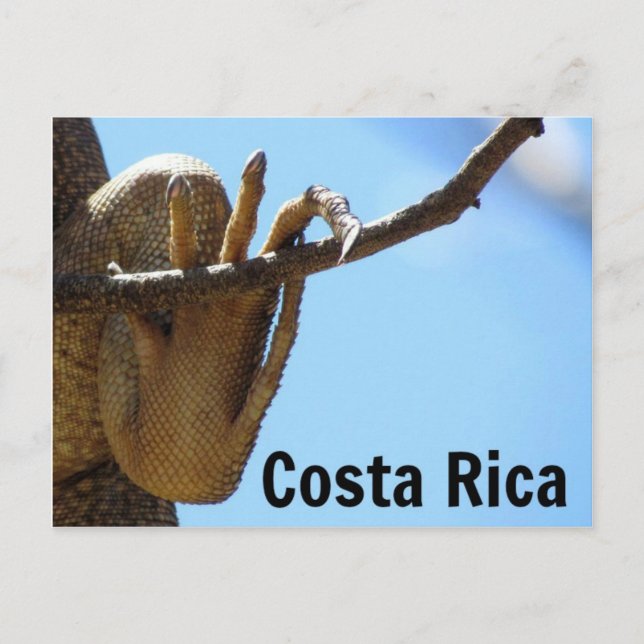 Costa Rica Iguana Souvenir Postcard (Front)