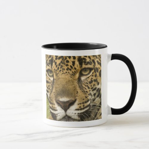 Costa Rica Jaguar Panthera onca portrait Mug