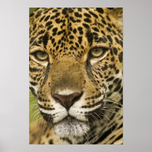 Costa Rica Jaguar Panthera onca portrait Poster