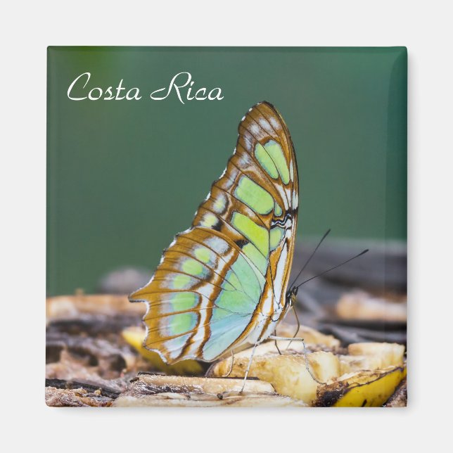 Costa Rica  - Malachite butterfly Magnet (Front)