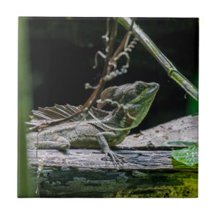 Costa Rica - Male Emerald Basilisk Lizard Ceramic Tile