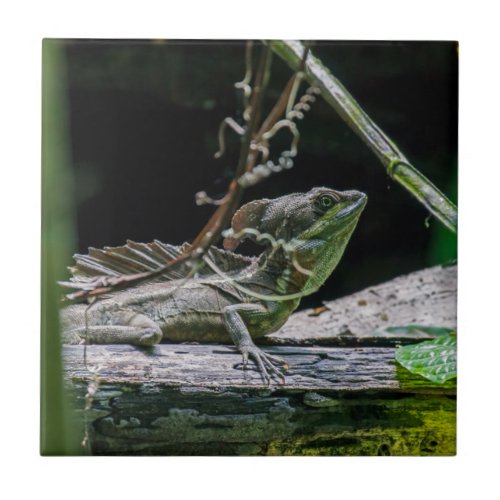 Costa Rica _ Male Emerald Basilisk Lizard Ceramic Tile