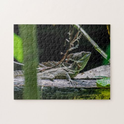 Costa Rica _ Male Emerald Basilisk Lizard Jigsaw Puzzle