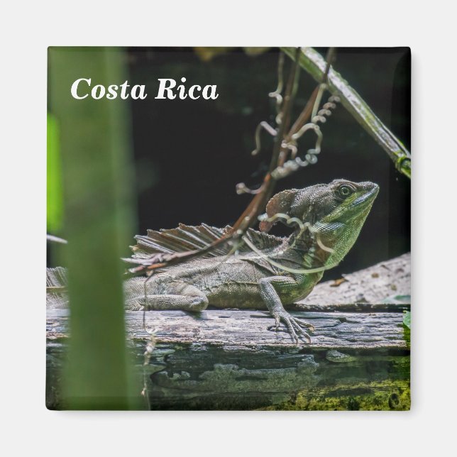 Costa Rica - Male Emerald Basilisk Lizard Magnet (Front)