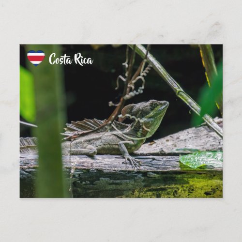 Costa Rica _ Male Emerald Basilisk Lizard Postcard