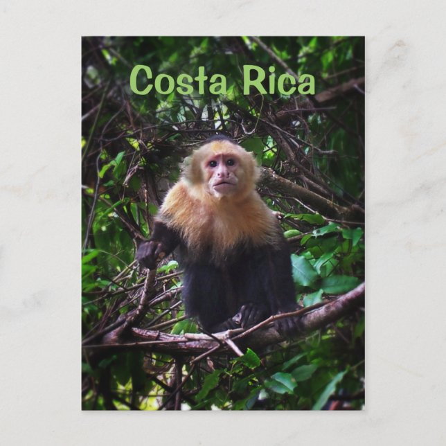 Costa Rica Monkey Postcard (Front)