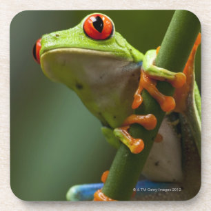 Costa Rica, Monteverde, Red-Eyed Tree Frog Beverage Coaster