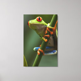 Costa Rica, Monteverde, Red-Eyed Tree Frog Canvas Print
