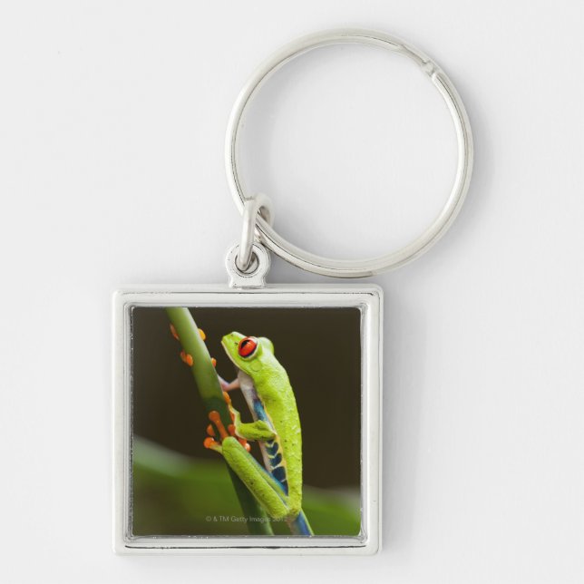 Costa Rica, Monteverde, Red-Eyed Tree Frog Keychain (Front)