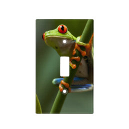 Costa Rica, Monteverde, Red-Eyed Tree Frog Light Switch Cover