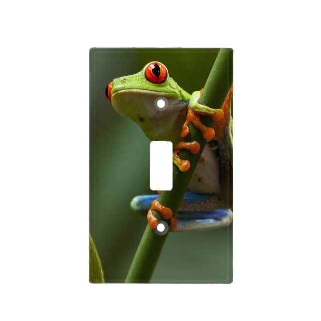 Costa Rica, Monteverde, Red-Eyed Tree Frog Light Switch Cover (Front)