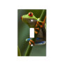 Costa Rica, Monteverde, Red-Eyed Tree Frog Light Switch Cover