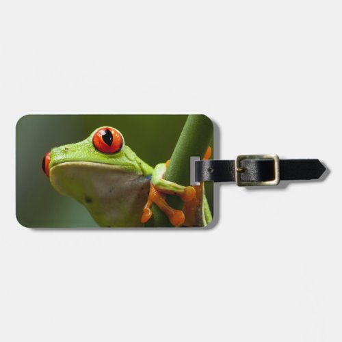 Costa Rica Monteverde Red_Eyed Tree Frog Luggage Tag