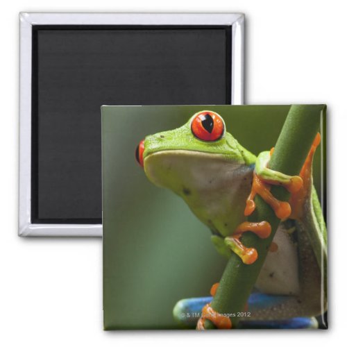 Costa Rica Monteverde Red_Eyed Tree Frog Magnet