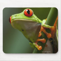 Costa Rica, Monteverde, Red-Eyed Tree Frog