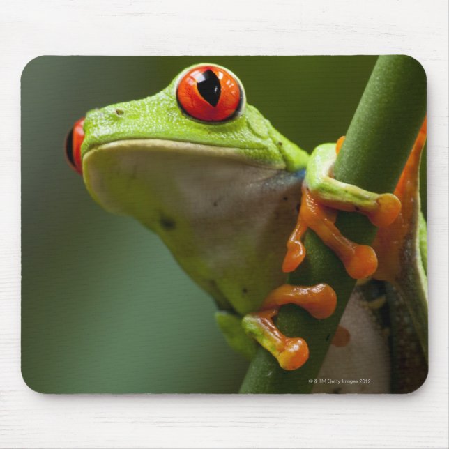 Costa Rica, Monteverde, Red-Eyed Tree Frog Mouse Pad (Front)