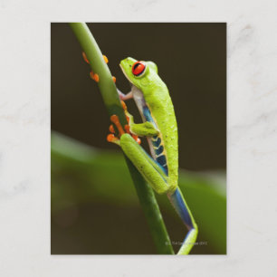 Costa Rica, Monteverde, Red-Eyed Tree Frog Postcard