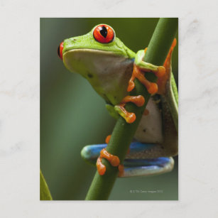 Not Postcard Dreaming of You - Canal Zone Treefrog Funny Frog Greeting Card