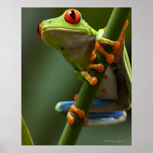 Costa Rica, Monteverde, Red-Eyed Tree Frog Poster