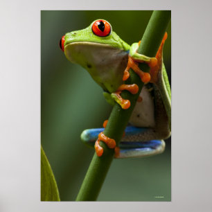 Costa Rica, Monteverde, Red-Eyed Tree Frog Poster