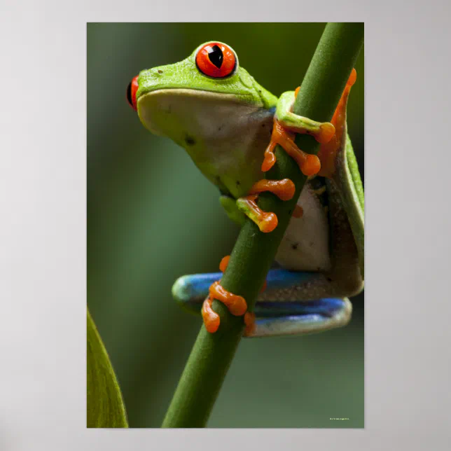 Costa Rica, Monteverde, Red-Eyed Tree Frog Poster | Zazzle