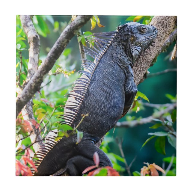 Costa Rica, Muelle - Lazy Iguana resting in a tree Ceramic Tile (Front)